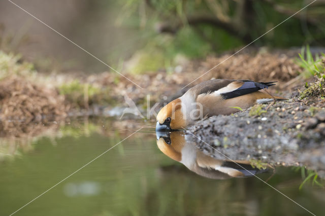 Appelvink (Coccothraustes coccothraustes)