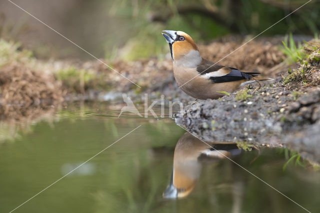 Appelvink (Coccothraustes coccothraustes)