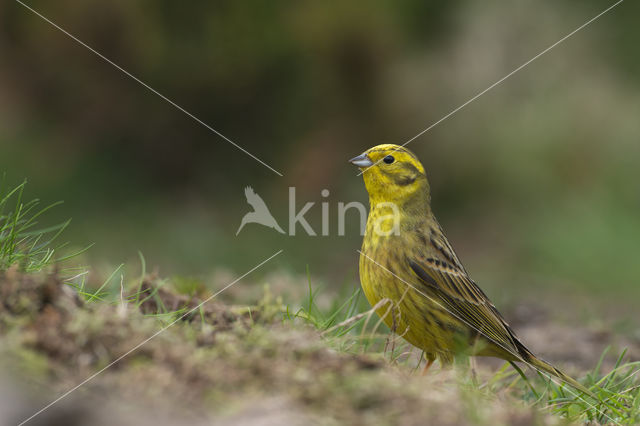 Yellowhammer (Emberiza citrinella)