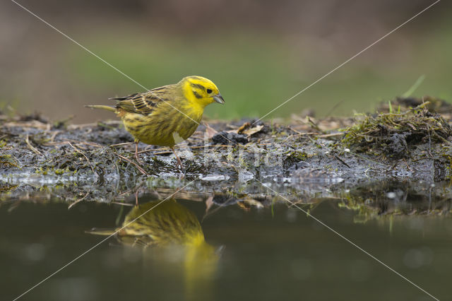 Yellowhammer (Emberiza citrinella)