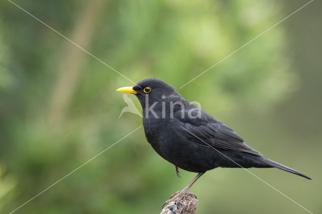 Merel (Turdus merula)