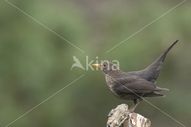 Eurasian Blackbird (Turdus merula)