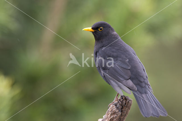 Merel (Turdus merula)