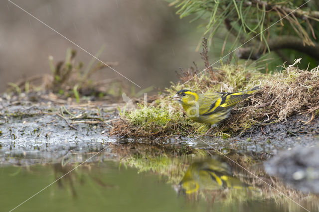 Eurasian Siskin (Carduelis spinus)