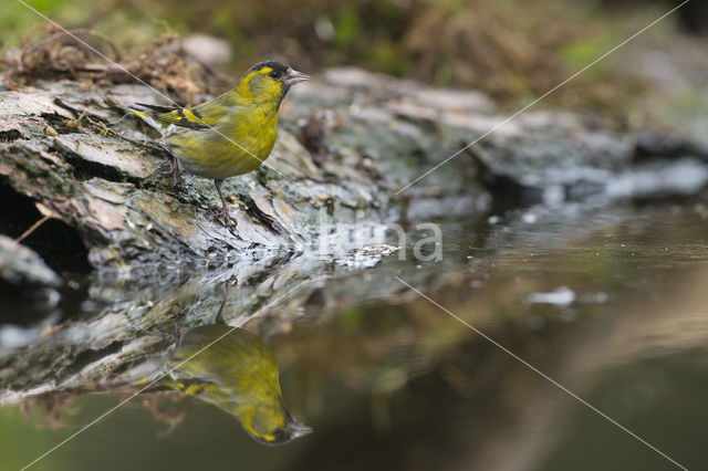 Eurasian Siskin (Carduelis spinus)