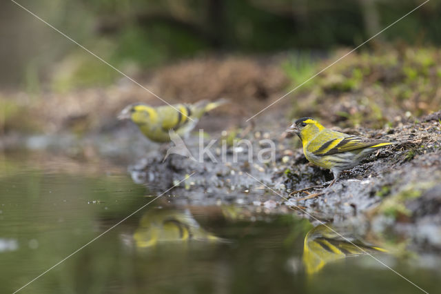 Sijs (Carduelis spinus)