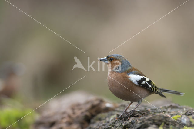 Chaffinch (Fringilla coelebs)