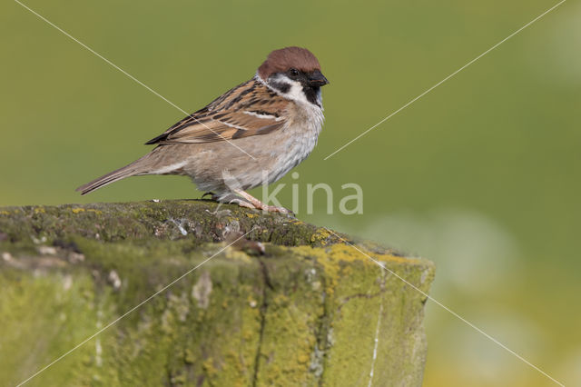 Eurasian Tree Sparrow (Passer montanus)