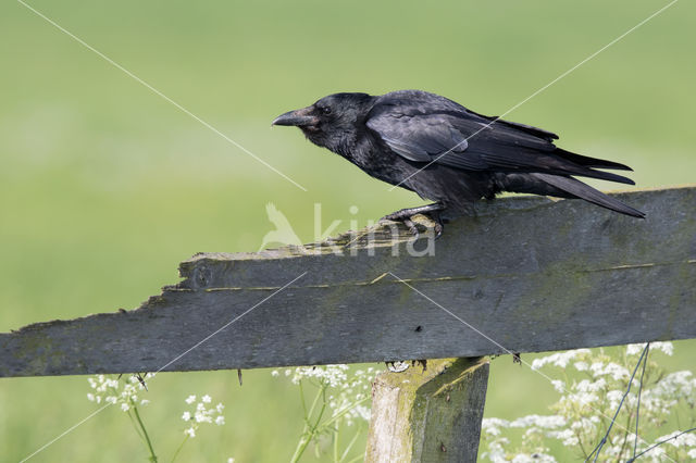 Zwarte Kraai (Corvus corone)