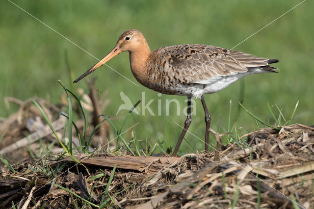 Black-tailed Godwit (Limosa limosa)