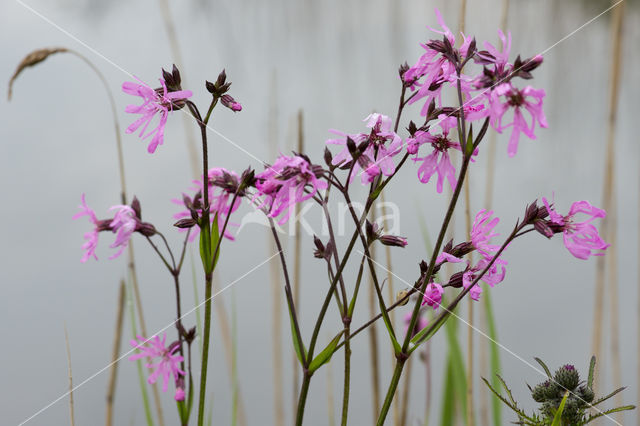 Echte koekoeksbloem (Lychnis flos-cuculi)