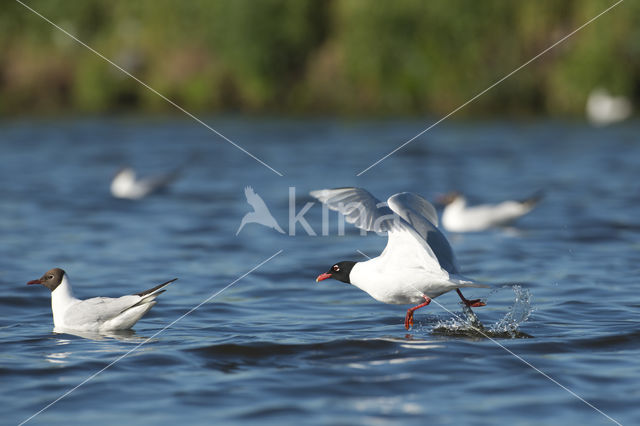 Mediterranean Gull (Larus melanocephalus)