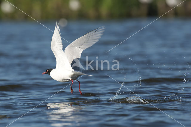 Zwartkopmeeuw (Larus melanocephalus)