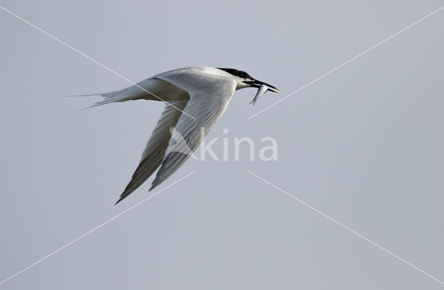 Sandwich Tern (Sterna sandvicencis)