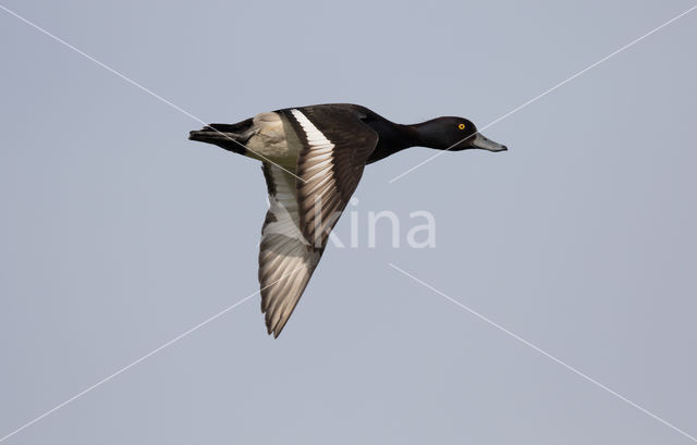 Tufted Duck (Aythya fuligula)