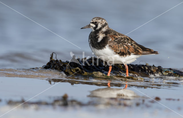 Ruddy Turnstone (Arenaria interpres)