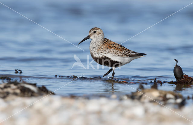 Bonte Strandloper (Calidris alpina)