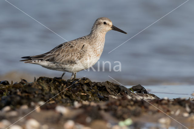 Red Knot (Calidris canutus)