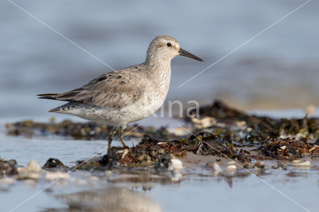 Kanoetstrandloper (Calidris canutus)