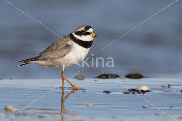 Bontbekplevier (Charadrius hiaticula)