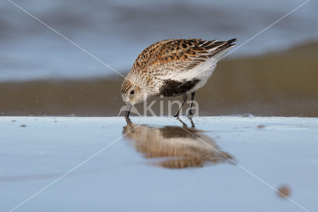 Dunlin (Calidris alpina)