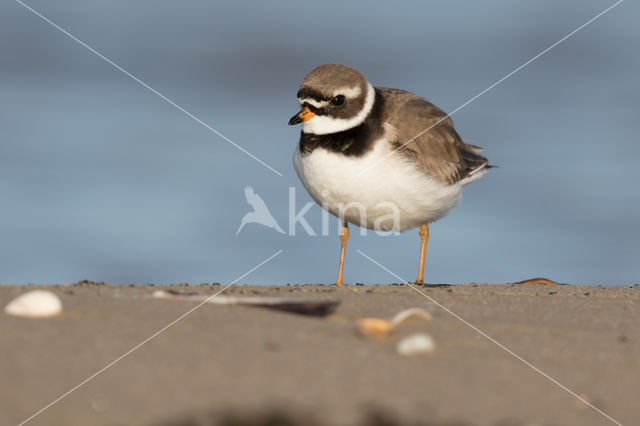 Bontbekplevier (Charadrius hiaticula)