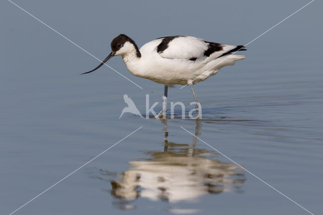 Pied Avocet (Recurvirostra avosetta)