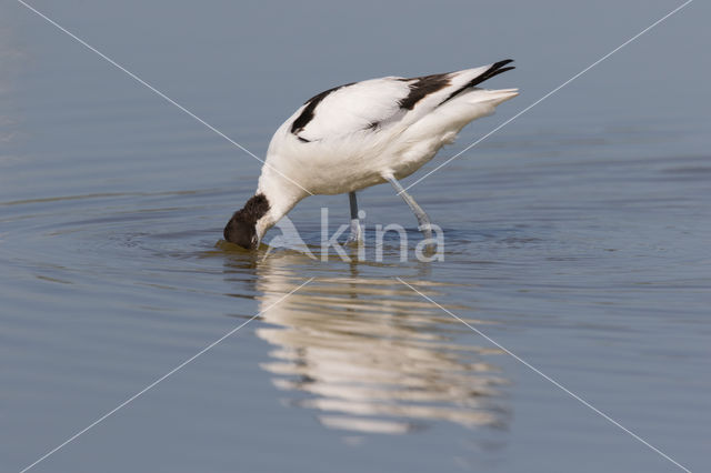 Pied Avocet (Recurvirostra avosetta)