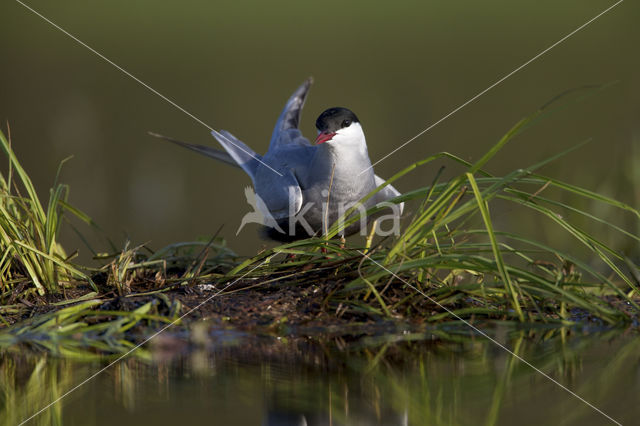 Whiskered Tern (Chlidonias hybridus)