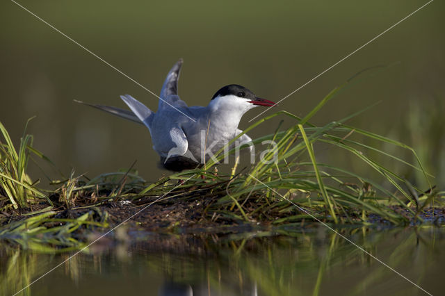 Whiskered Tern (Chlidonias hybridus)