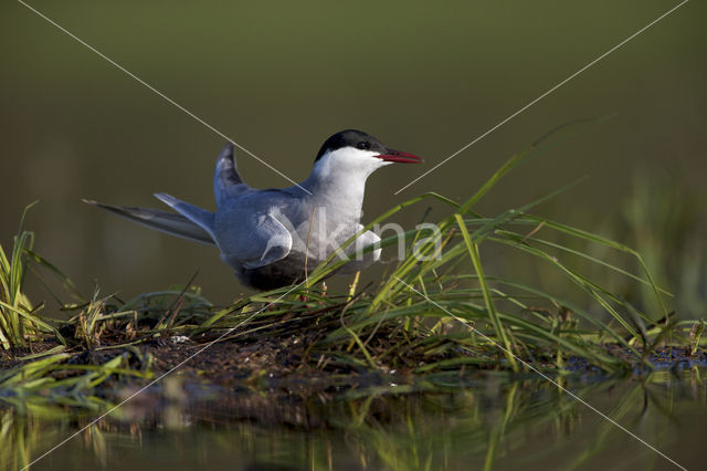 Whiskered Tern (Chlidonias hybridus)