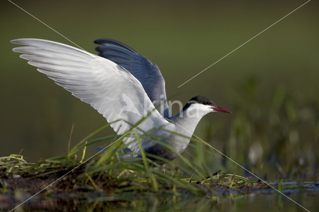 Witwangstern (Chlidonias hybridus)