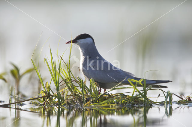 Whiskered Tern (Chlidonias hybridus)