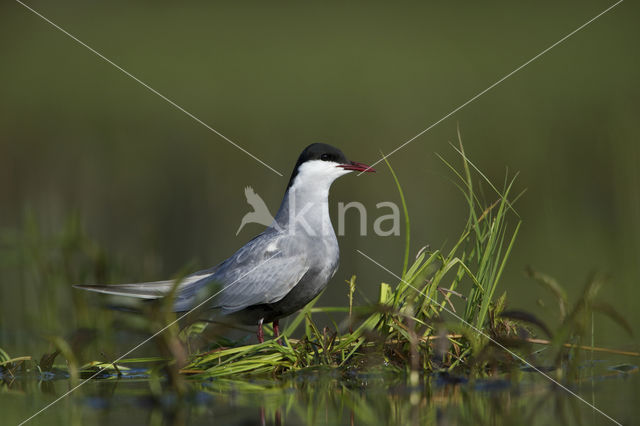 Whiskered Tern (Chlidonias hybridus)