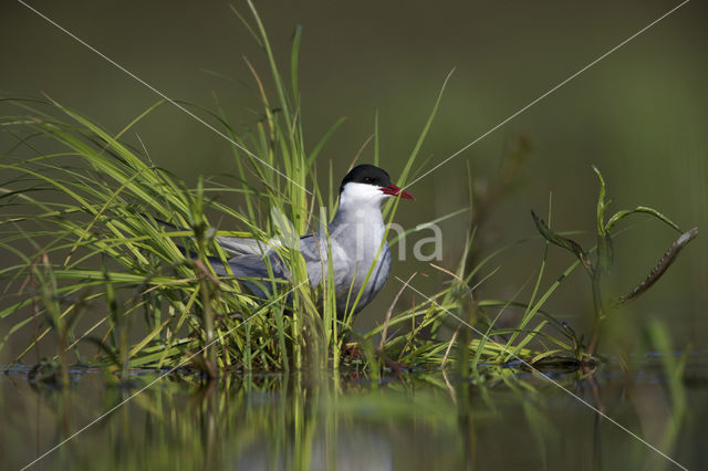 Whiskered Tern (Chlidonias hybridus)