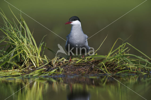 Whiskered Tern (Chlidonias hybridus)