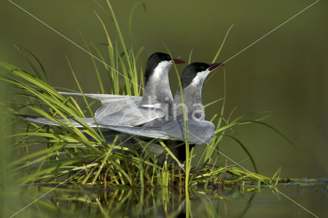 Whiskered Tern (Chlidonias hybridus)