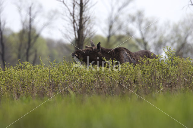 Eland (Alces alces)