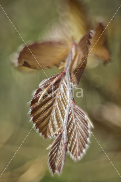 Purple Beech (Fagus purpurea)