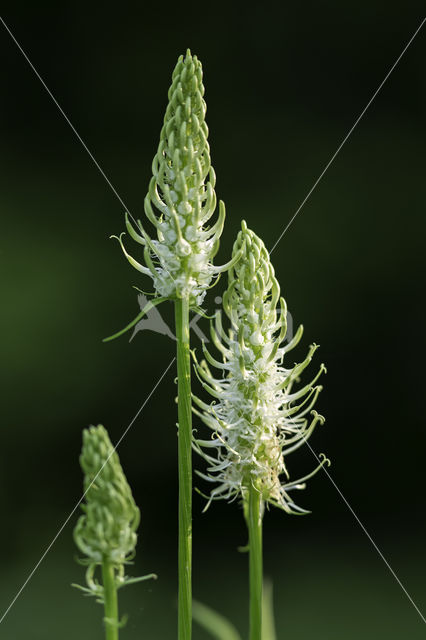 Spiked Rampion (Phyteuma spicatum ssp. spicatum)