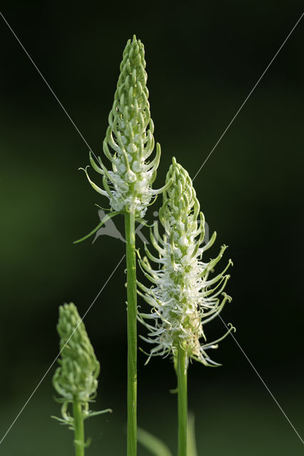 Witte rapunzel (Phyteuma spicatum ssp. spicatum)