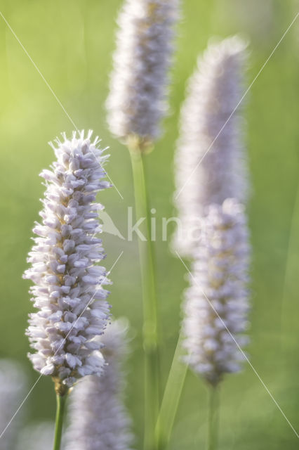 Adderwortel (Persicaria bistorta)