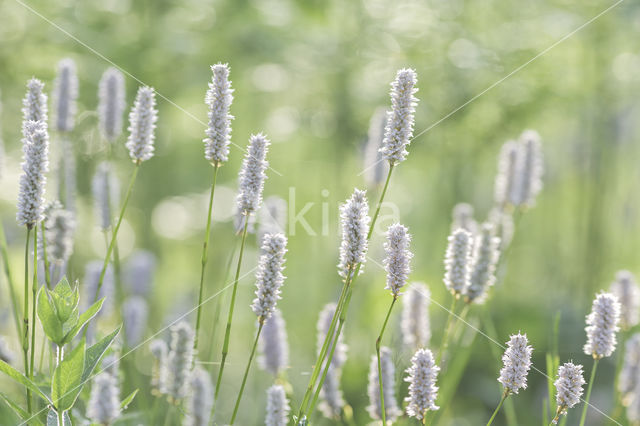 Adderwortel (Persicaria bistorta)