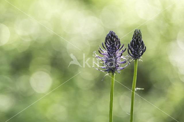 Black-horned Rampion (Phyteuma spicatum ssp.nigrum)