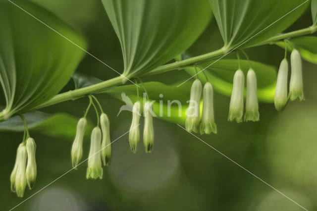 Angular Solomon's seal (Polygonatum odoratum)