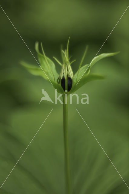 Eenbes (Paris quadrifolia)