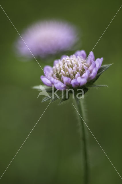 Field Scabious (Knautia arvensis)