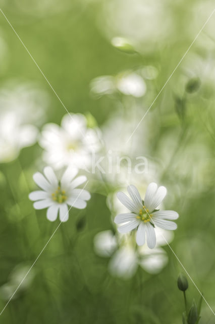 Field Mouse-ear (Cerastium arvense)