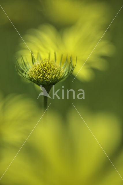 Hartbladzonnebloem (Doronicum pardalianches)