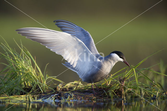 Whiskered Tern (Chlidonias hybridus)